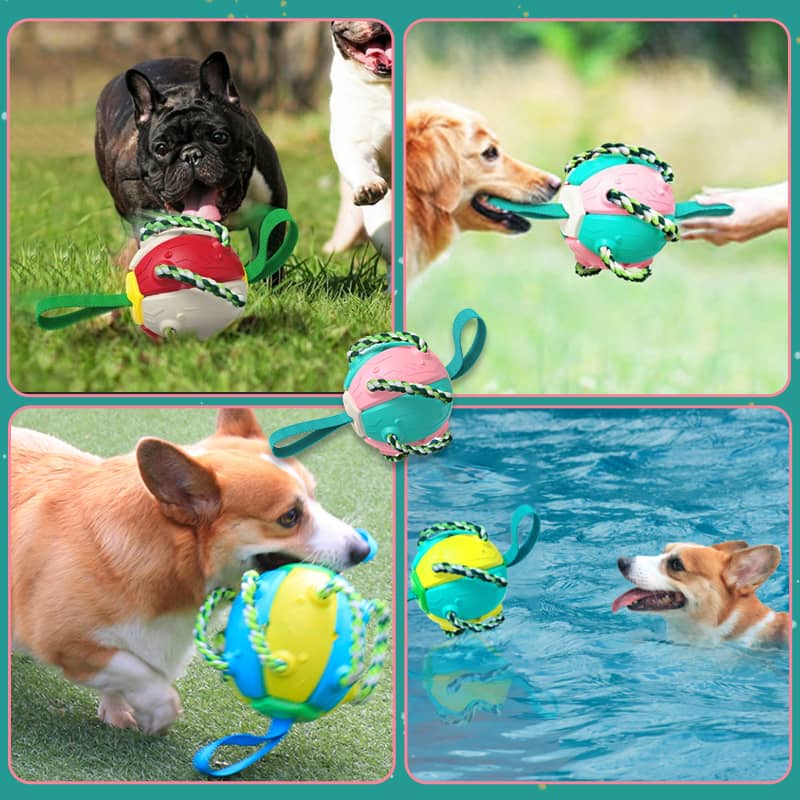 🐾Interactive Flying Disk Ball Dog Toy - Serbachi